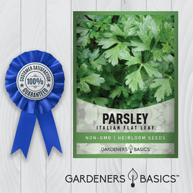Outdoor herb garden plot with Gardeners Basics parsley flourishing in sun.