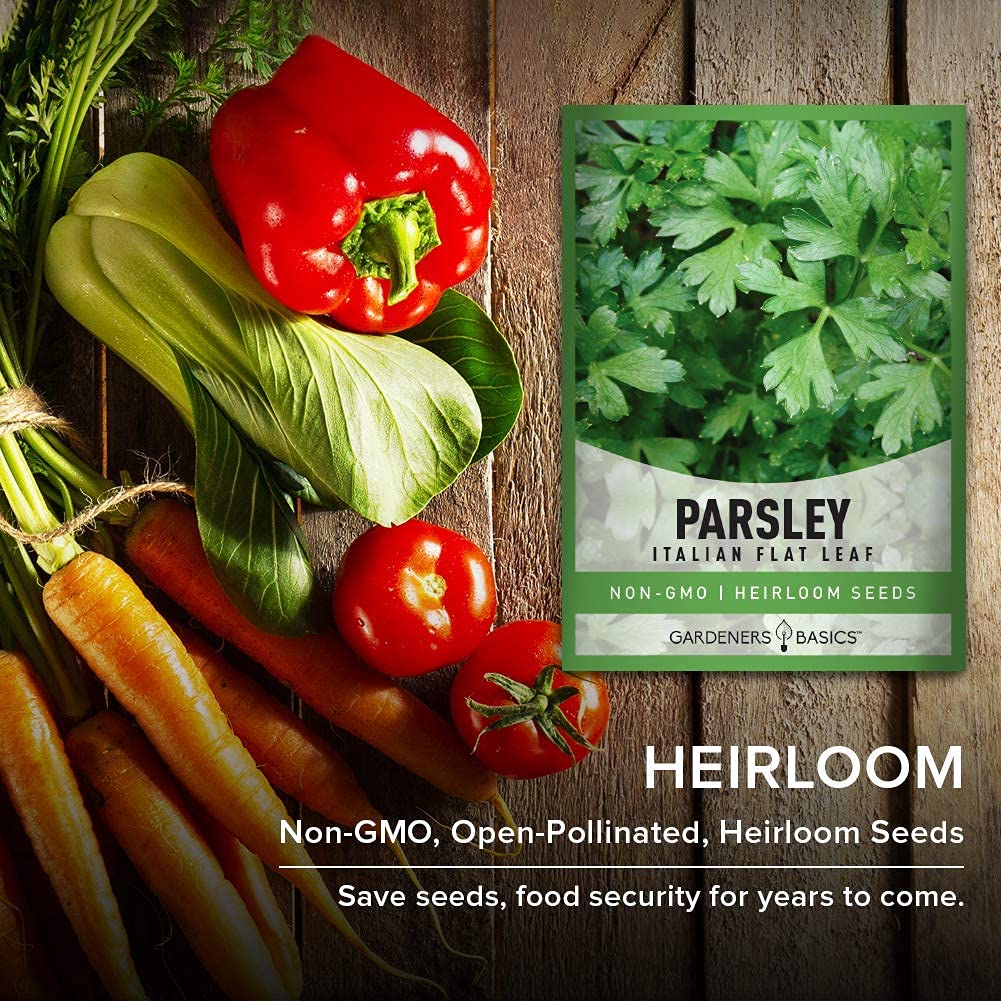 Parsley thriving in an aquaponic herb setup by Gardeners Basics.