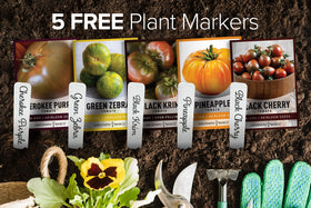 Gardeners Basics Pineapple beefsteak seeds for tropical color and bold sweetness.