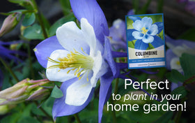 Gardeners Basics pollinator-friendly columbine attracts bees to your garden