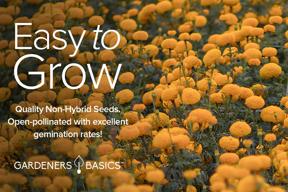 Gardeners Basics Pollinator-friendly garden setup highlights marigolds feeding bees.