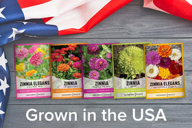 Gardeners Basics Pompon zinnia seeds deliver a playful color mix and blossoms ideal for borders and cut flowers.