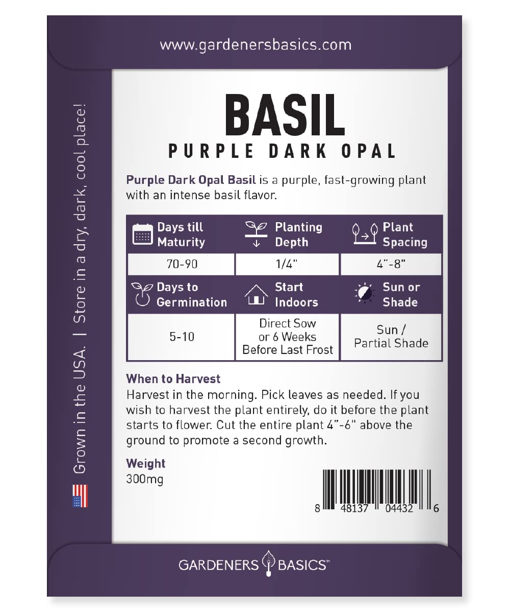 Gardeners Basics Purple Dark Opal Basil leaves during harvest, vibrant color and fresh aroma for meals