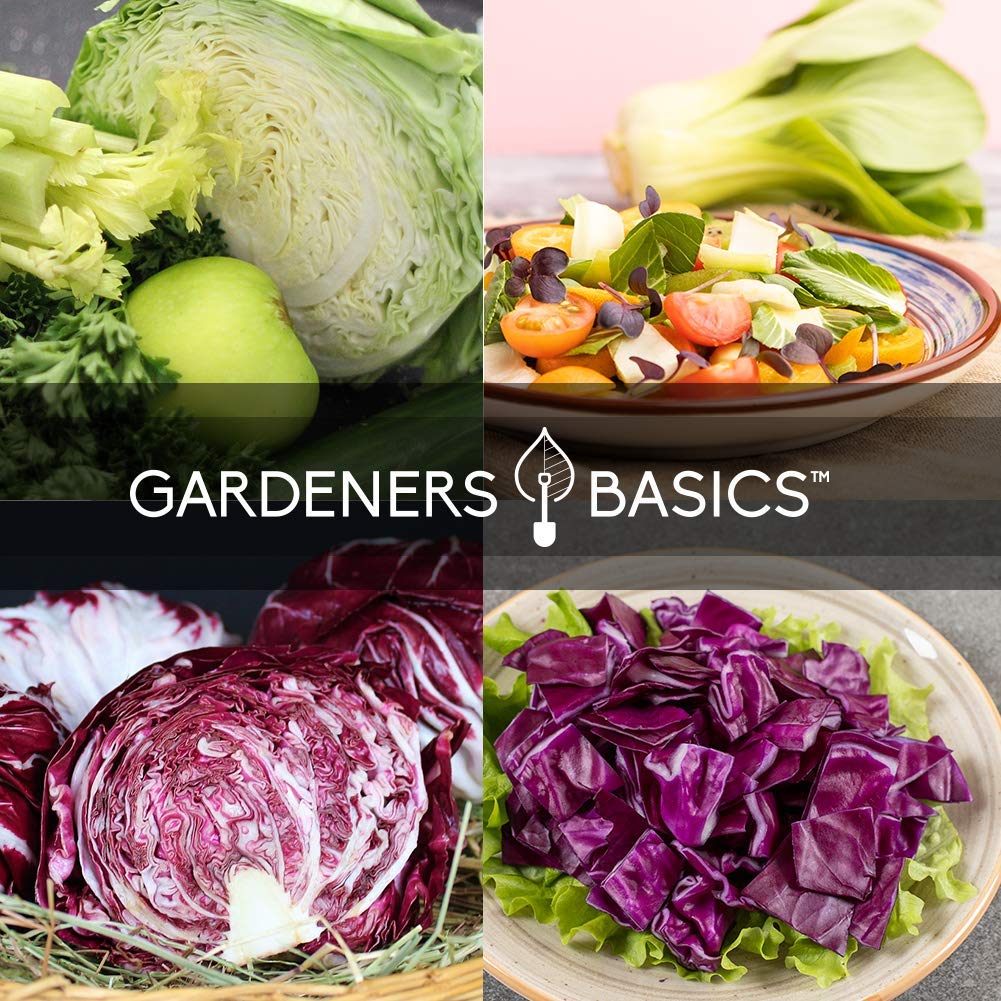 Gardeners Basics Red Acre seed packet for vibrant cabbage harvests in salads.