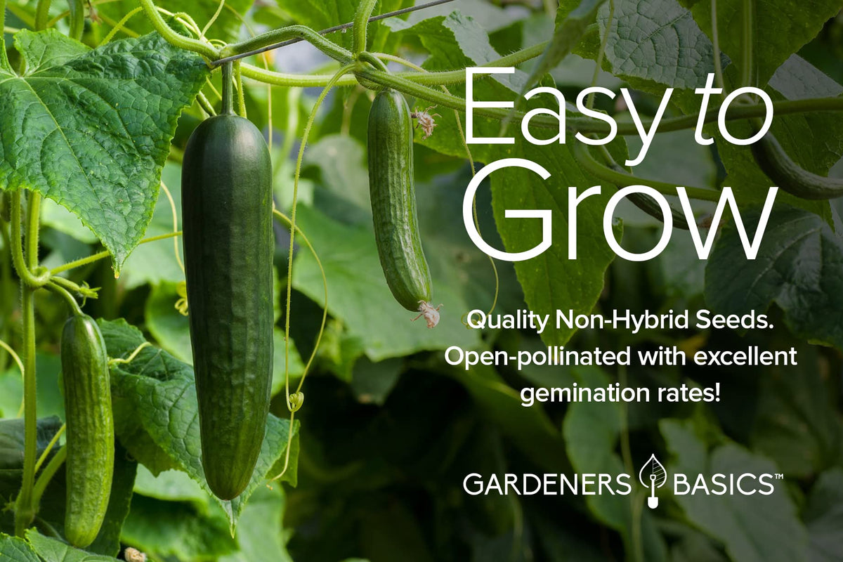 Gardeners Basics Straight Eight cucumber seeds for classic slicing flavor.