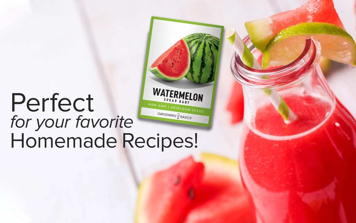 Sugar Baby watermelon growing outdoors under sun, ideal for warm-season gardens.