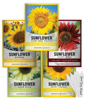Gardeners Basics Sunflower giant variety thriving in a sunny outdoor garden.