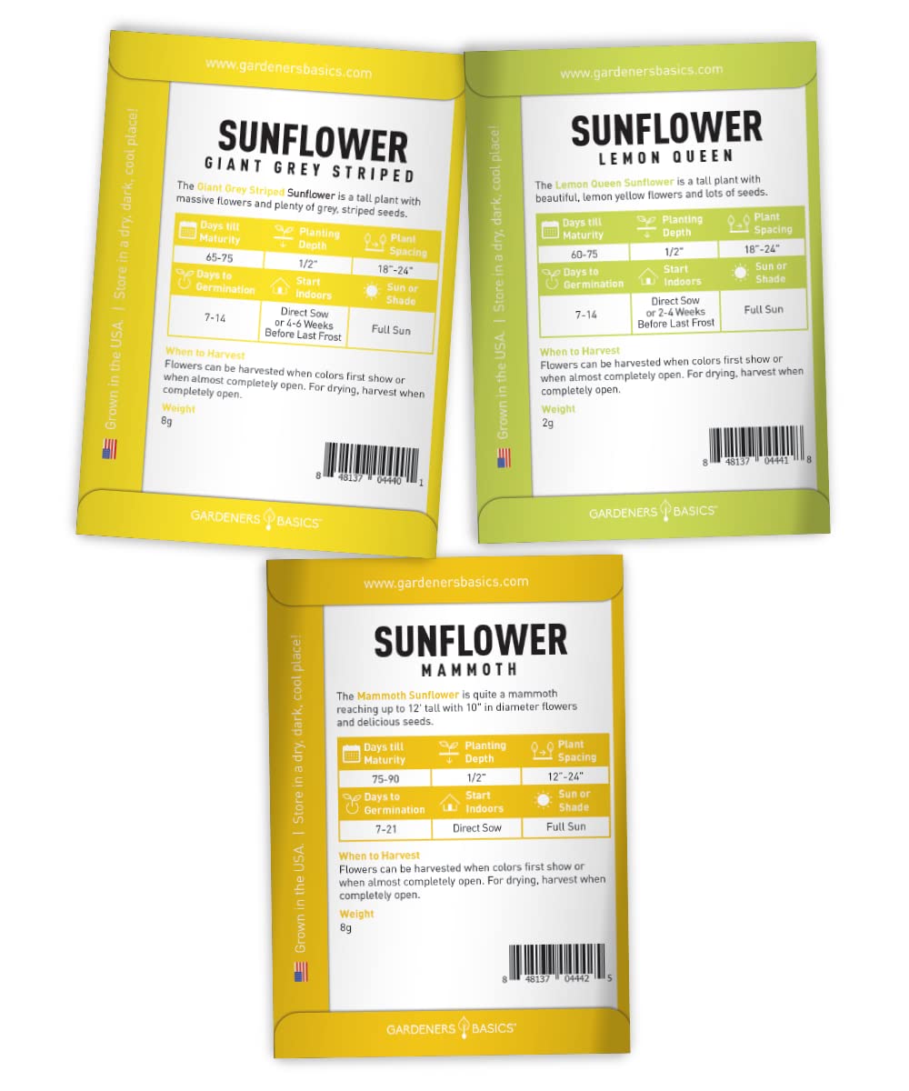 Gardeners Basics Sunflower Kit dwarf Sunspot variety in a compact container.