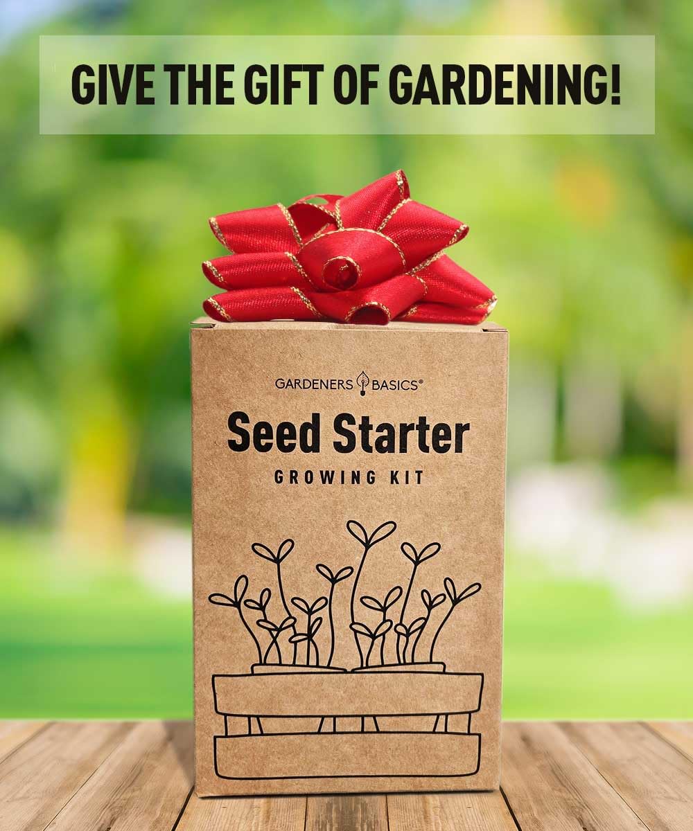 Gardeners Basics Sunflower Kit starter pots and soil disks ready for indoor planting.