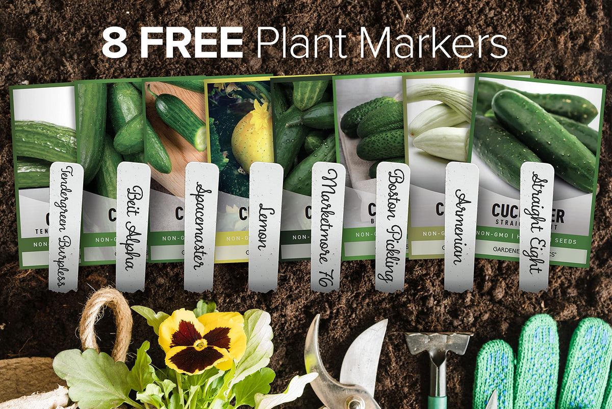 Gardeners Basics Tendergreen Burpless cucumber seeds for gentle harvests.