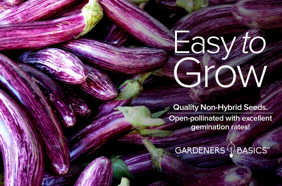 Gardeners Basics USA-grown heritage eggplant seeds for open-pollinated harvest.