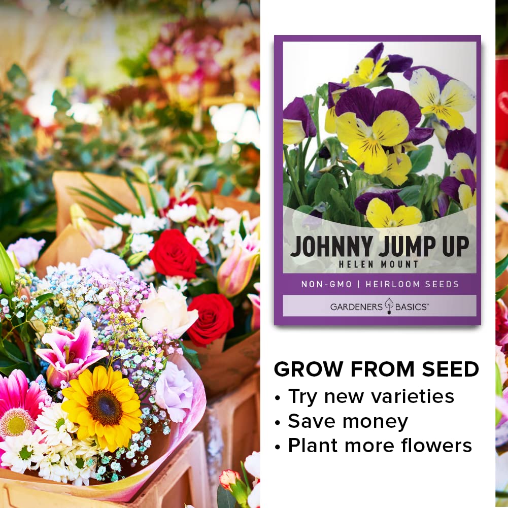 Gardeners Basics Violet Johnny Jump Up border display in beds.