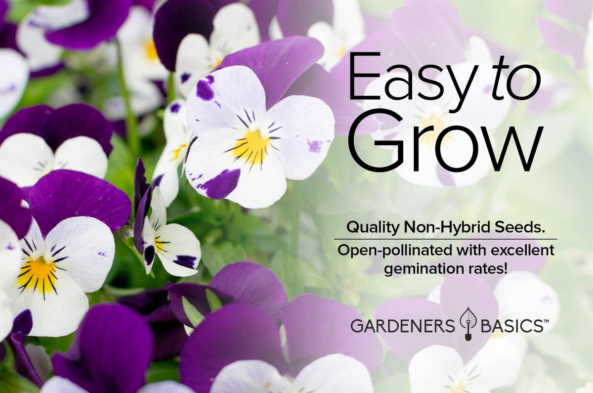 Gardeners Basics Violet Johnny Jump Up edible petals brighten salads and desserts.