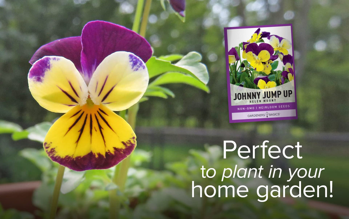 Gardeners Basics Violet Johnny Jump Up seed close-up shows tiny grains.
