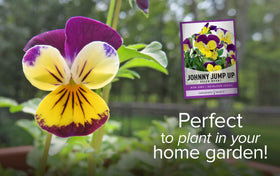 Gardeners Basics Violet Johnny Jump Up seed close-up shows tiny grains.