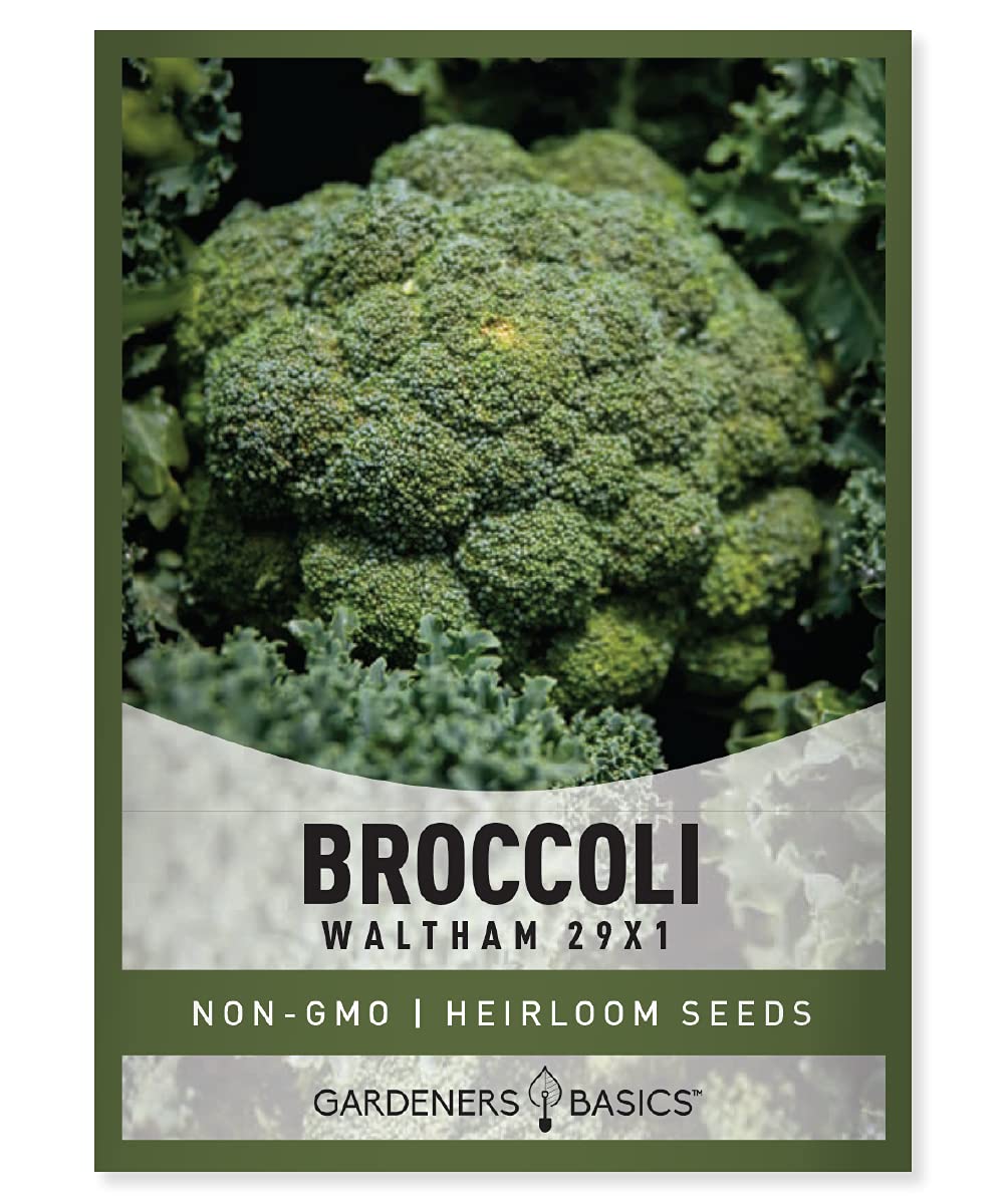Gardeners Basics Waltham 29x1 broccoli seeds with dense dark-green heads for robust yields