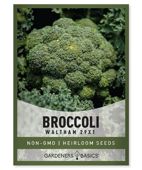 Gardeners Basics Waltham 29x1 broccoli seeds with dense dark-green heads for robust yields