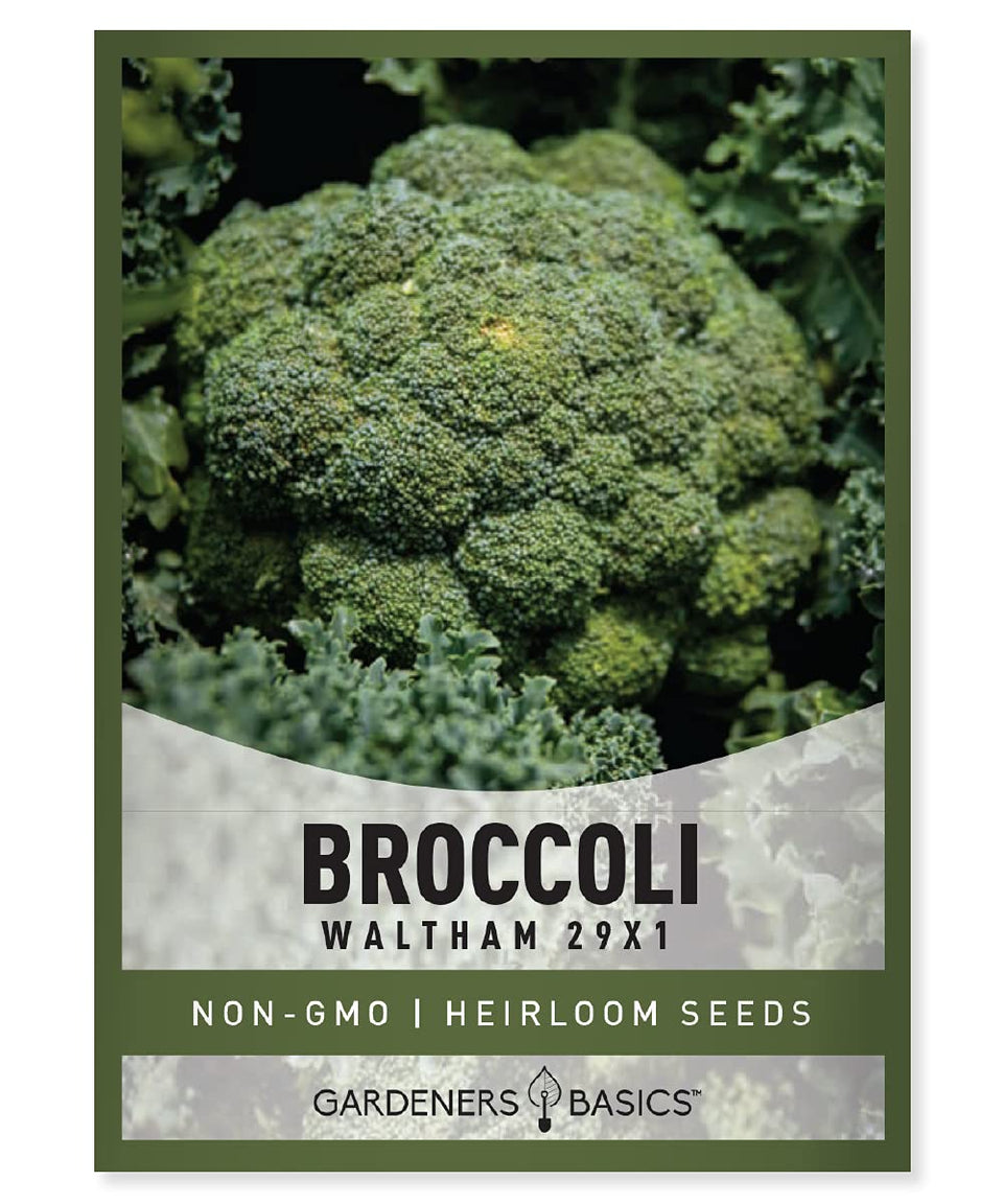 Gardeners Basics Waltham 29x1 broccoli seeds with dense dark-green heads for robust yields
