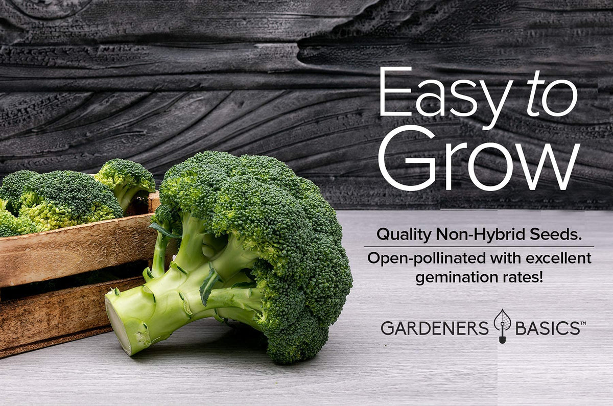 Gardeners Basics Waltham 29x1 broccoli seeds harvest-ready diagonal cut