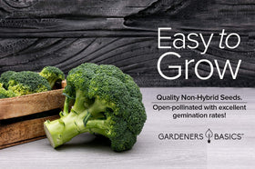 Gardeners Basics Waltham 29x1 broccoli seeds harvest-ready diagonal cut
