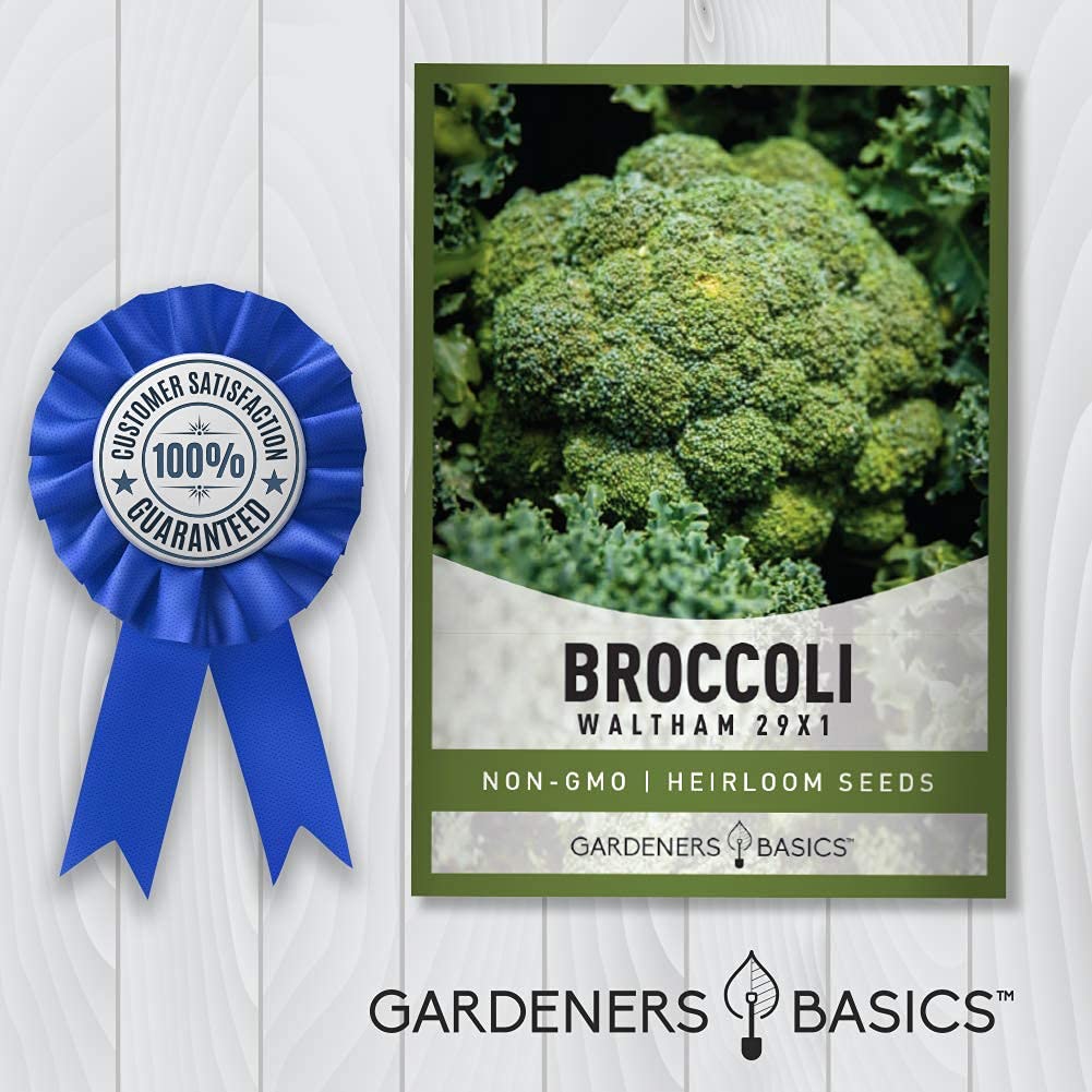 Gardeners Basics Waltham 29x1 broccoli seeds ideal for seed saving