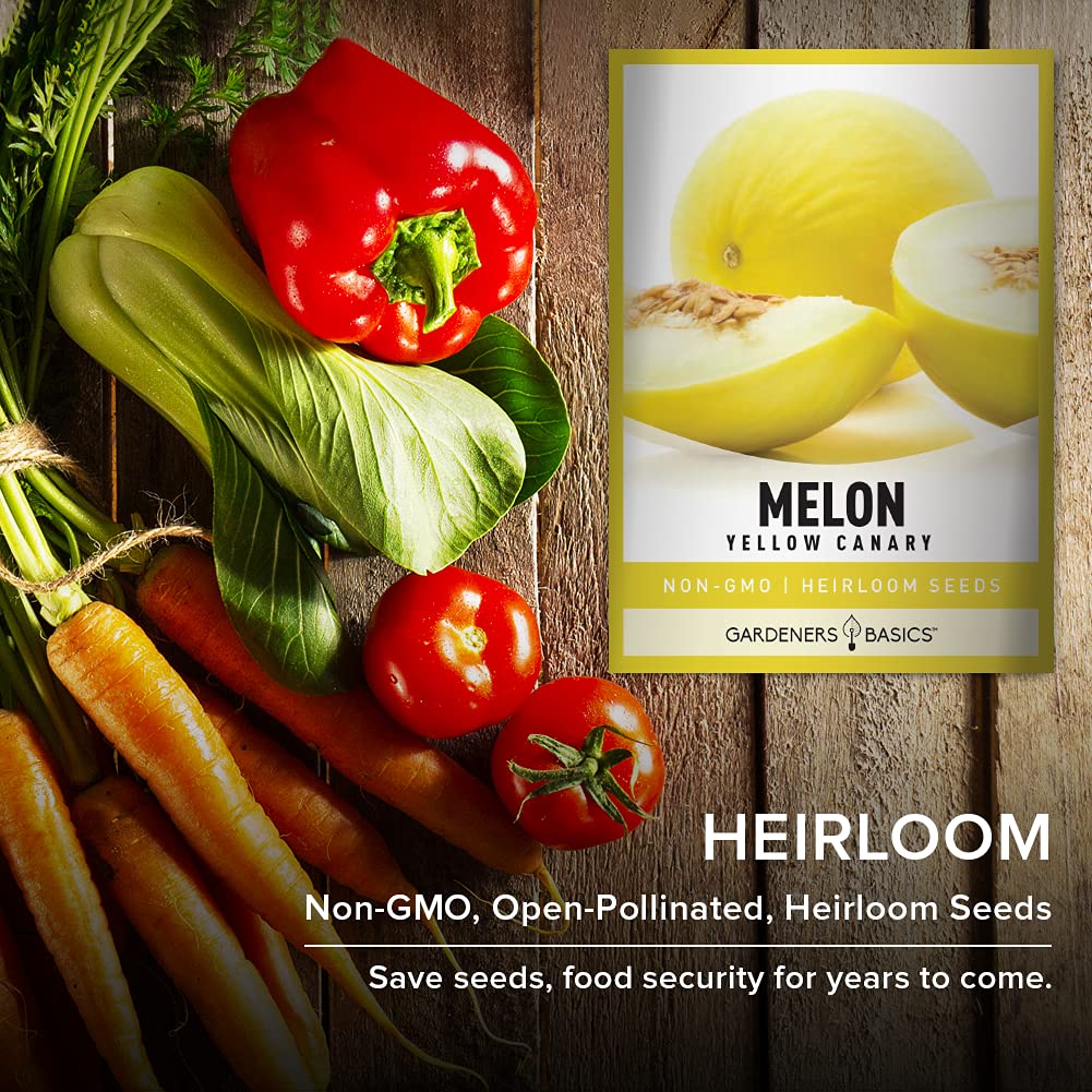 Gardeners Basics Yellow Canary melon fruit on vine—sun-kissed rind with creamy flesh for fresh slices.
