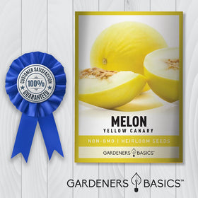 Gardeners Basics Yellow Canary melon interior—vivid flesh for refreshing fruit salads.