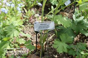 GardenMate 10-5in height labels stay readable over vegetable rows.
