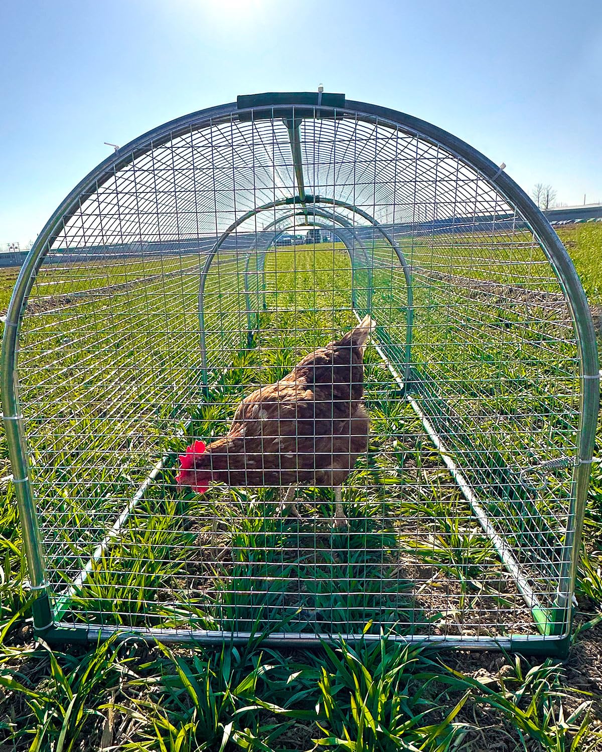 Gardenova easy-install chicken run suitable for quick backyard setup.