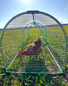Gardenova easy-install chicken run suitable for quick backyard setup.