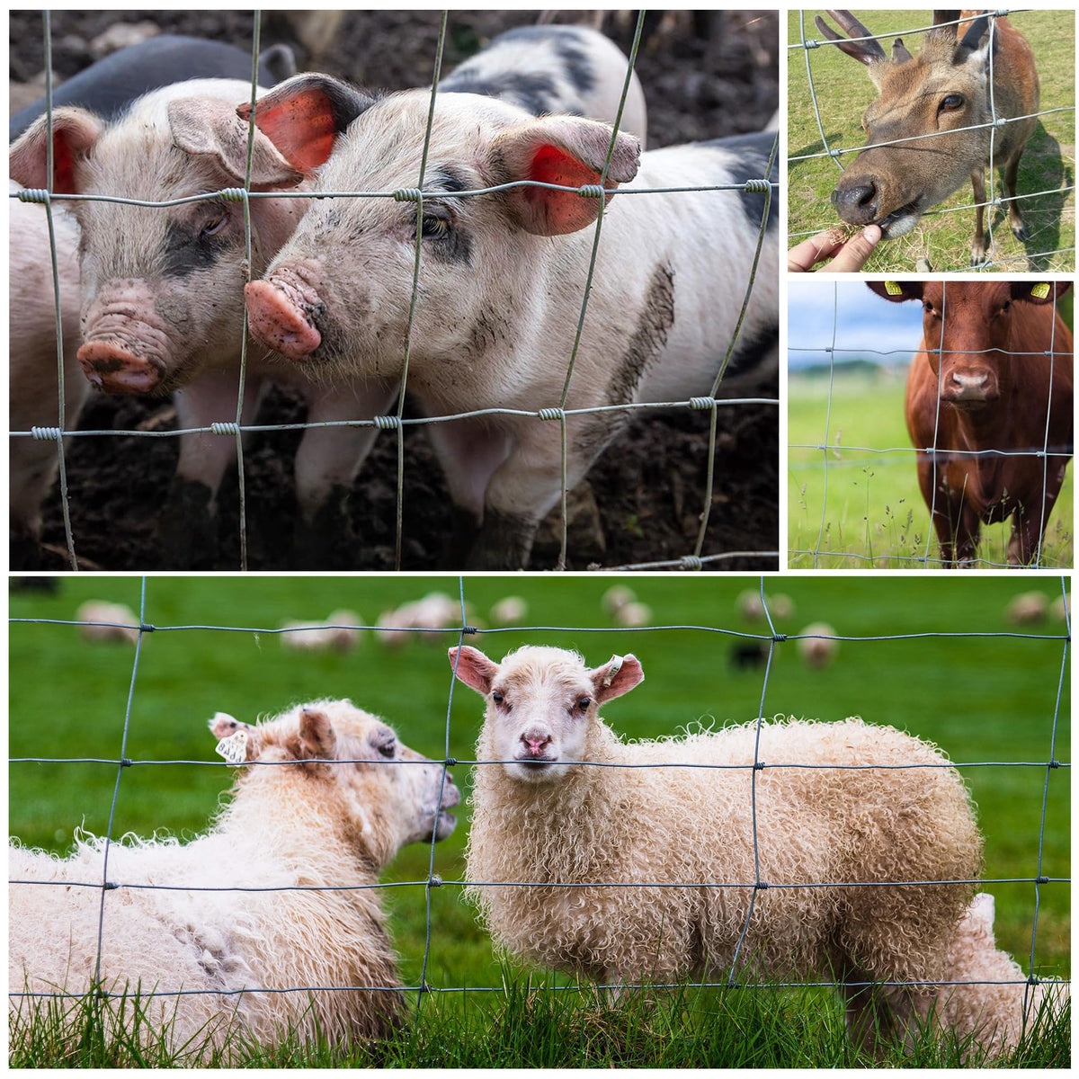 Gardenova boundary fencing protects livestock and garden perimeters