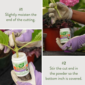 Garden Safe TakeRoot African violets propagating with rooting powder.