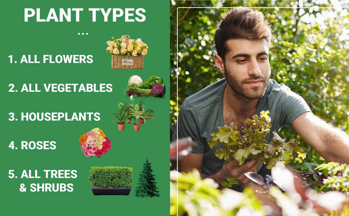 Evergreen shrubs and trees thriving with balanced 6-6-6 nutrition.