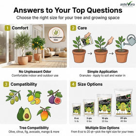 Outdoor olive tree with healthy foliage receiving GardenWise nutrition.