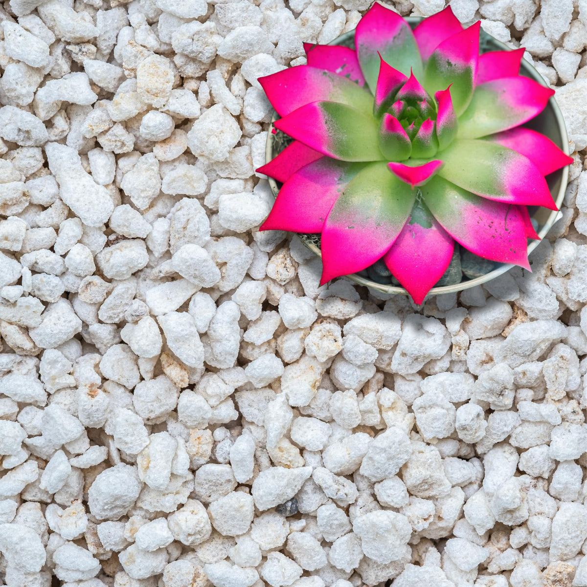 GARDENWISE extra coarse perlite bag improves drainage for healthy roots