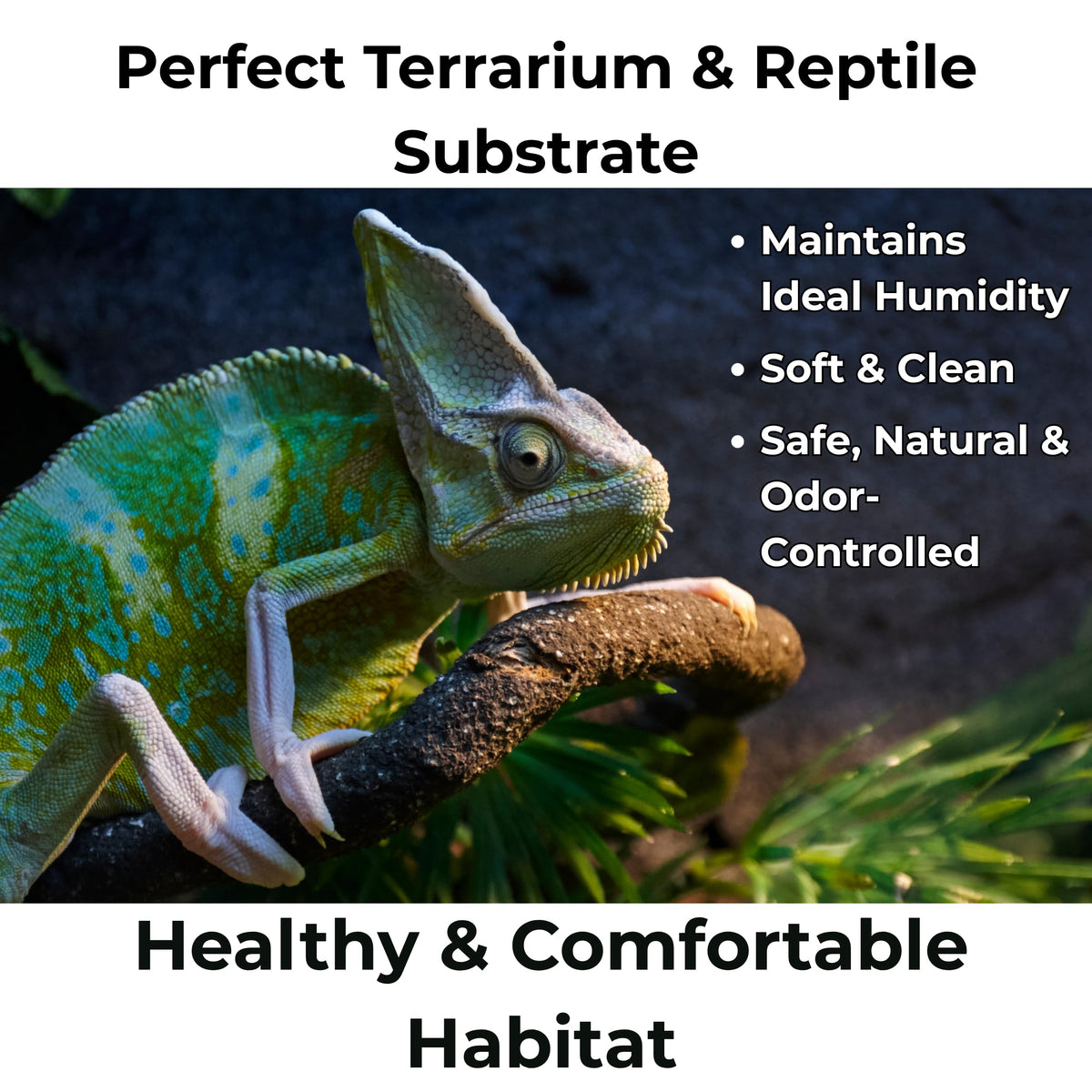 GARDENWISE reptile habitat moss provides clean, humidity-friendly bedding