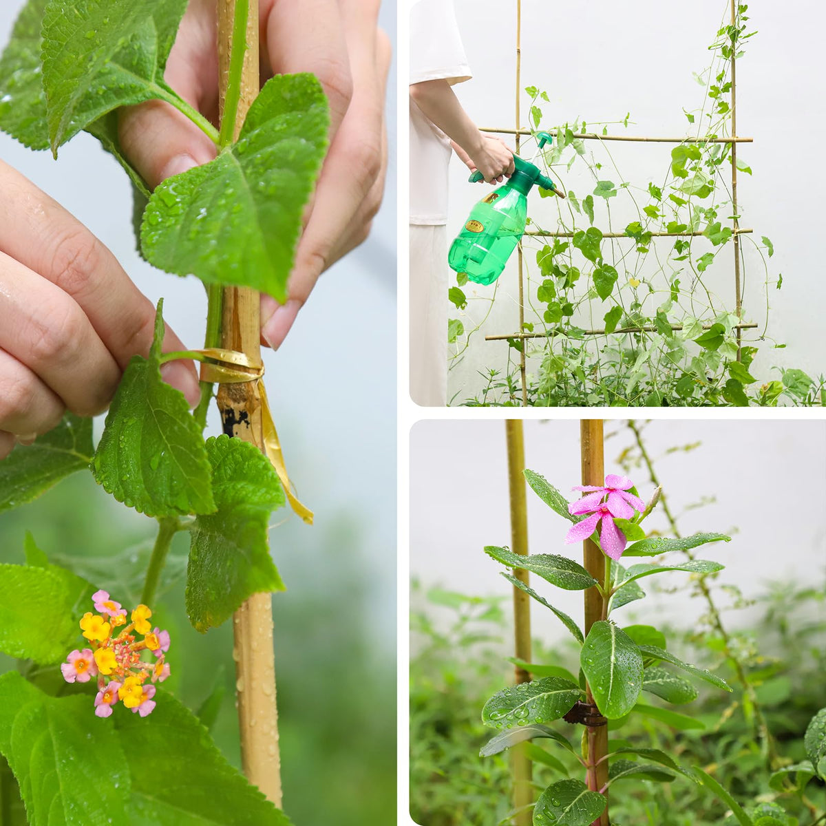 Gardgue bamboo stakes install easily in soil with minimal effort.