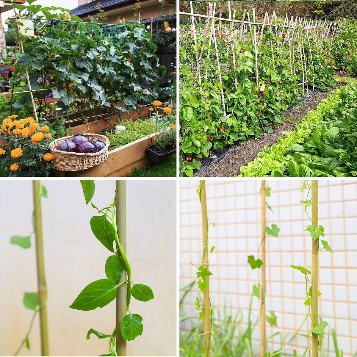 Gardgue bamboo stakes are natural, safe, recyclable garden hardware.