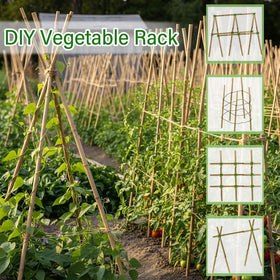 Gardgue bamboo stakes supporting climbing vines in a garden