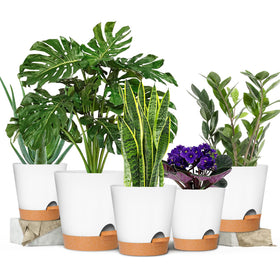 GARDIFE self-watering pot 6-5-inch white with drainage for reliable moisture control.