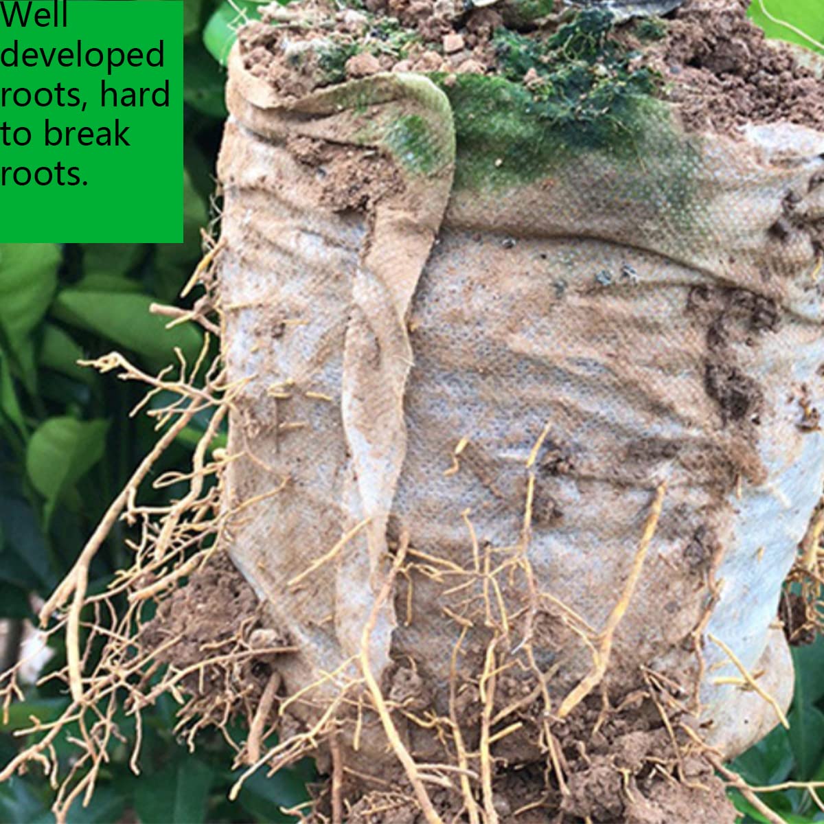 Gardtree transplant-shock-free design enables direct planting without bag removal.