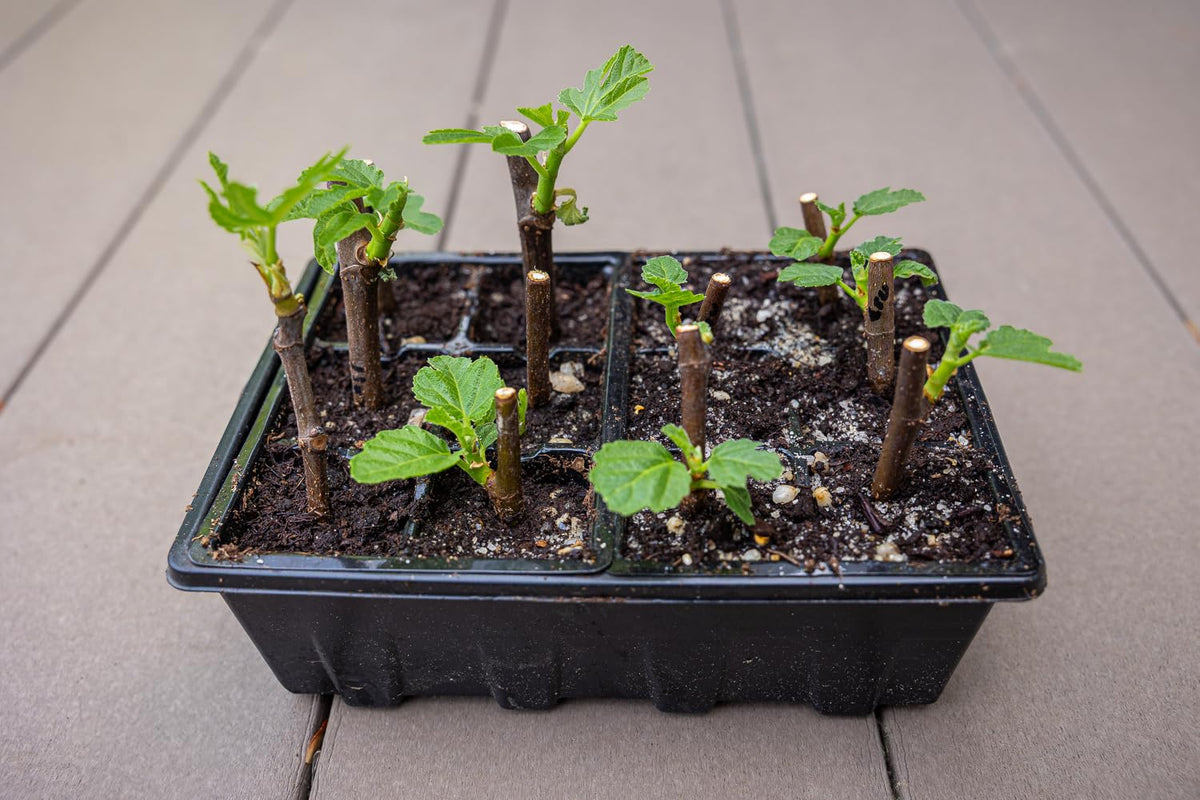 Gardzen seed tray bottom drain-hole design prevents overwatering in pots.