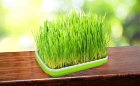 Gardzen ready-to-harvest sprouts ready for salads and sandwiches.