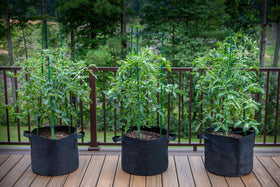 Gardzen ideal design for tomatoes and peppers in hot climates and patios.