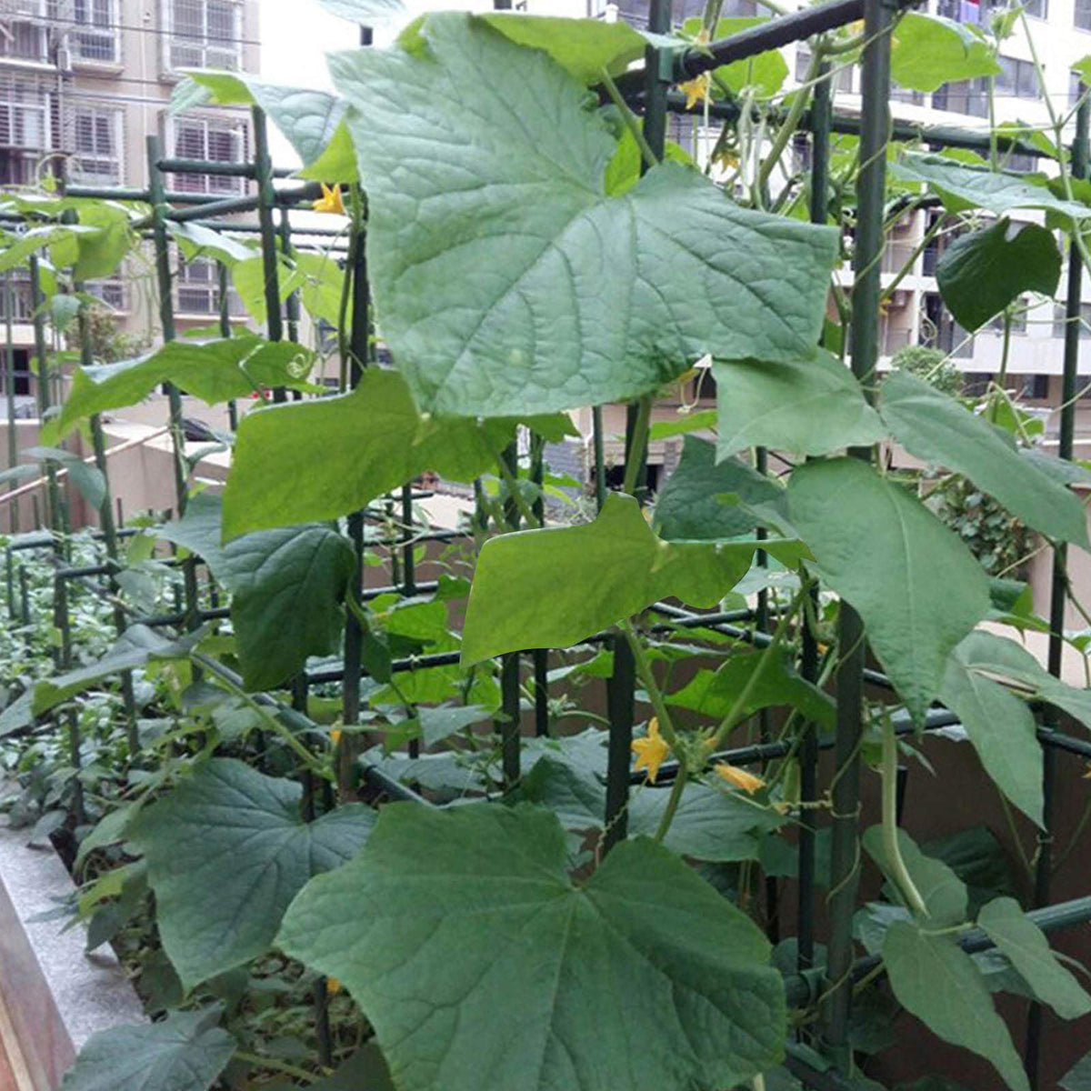 Garmeinea versatile stakes suit windowsills, yards, balconies, and gardens for vine support.