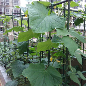 Garmeinea versatile stakes suit windowsills, yards, balconies, and gardens for vine support.