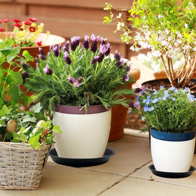 Garrdeen 12-inch plant saucer with pot protecting surfaces and spills.
