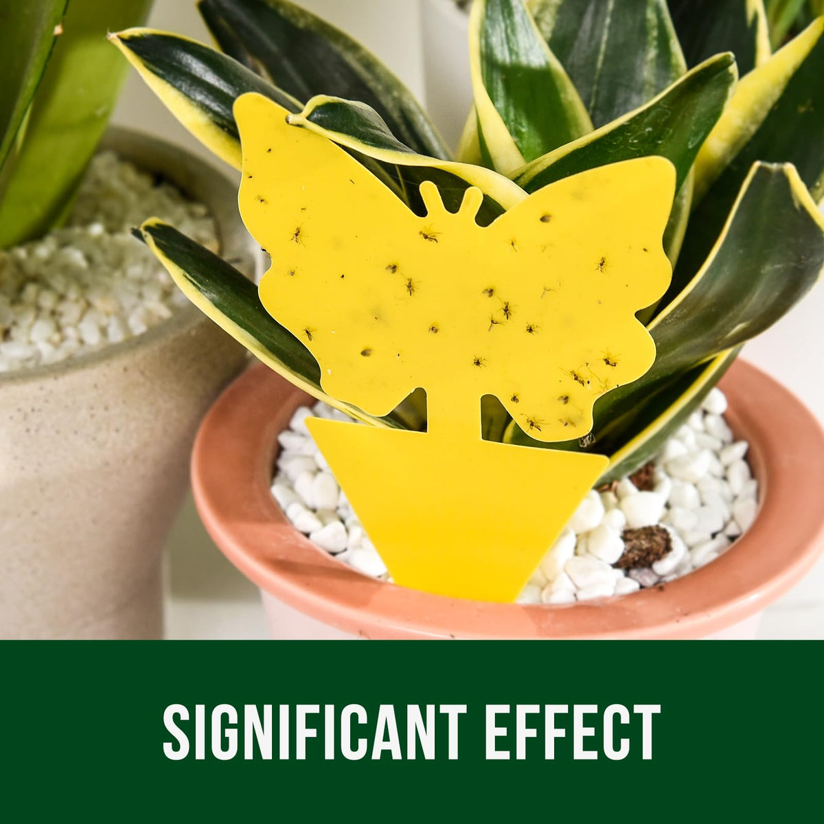Garsum yellow sticky trap butterfly shape captures flying pests outdoors.