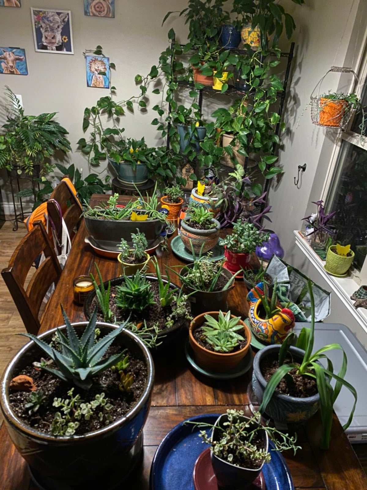 Garsum setup-ready traps include tools for quick installation