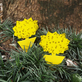 Garsum yellow tulip shape sticky trap attracts fungus gnats on outdoor plants